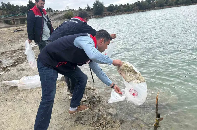 Havza’da göletlere 110 bin yavru sazan bırakıldı
