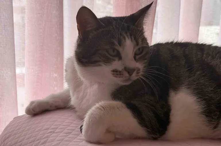 Hırçın kedi hırsızlara geçit vermedi; O anlar kamerada
