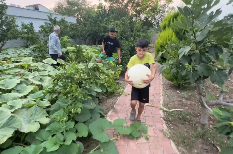 Hobi amaçlı ektiği 3 kök kabaktan 1 tonun üzerinde ürün aldı
