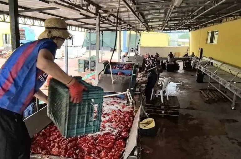 Hollanda’nın biber salçasını İnegöllü kadınlar üretiyor
