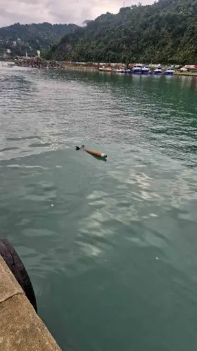 Hopa’da deniz yüzeyinde roket benzeri cisim alarmı
