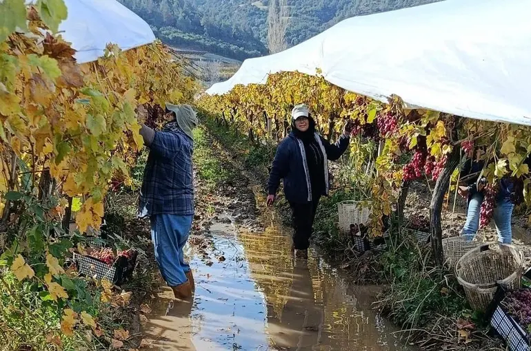 İşçiler yağmur ve çamuru aldırış etmeden üretime devam ediyor
