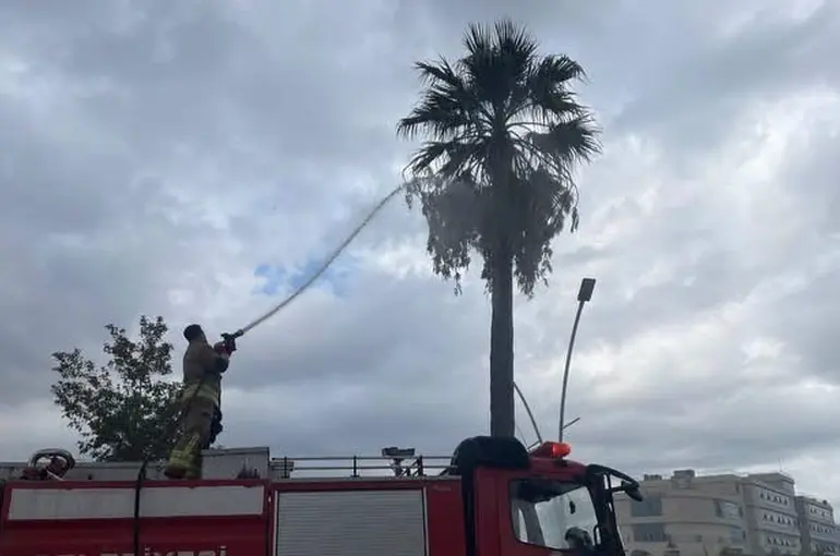 İskenderun’da yıldırımın isabet ettiği ağaç yandı

