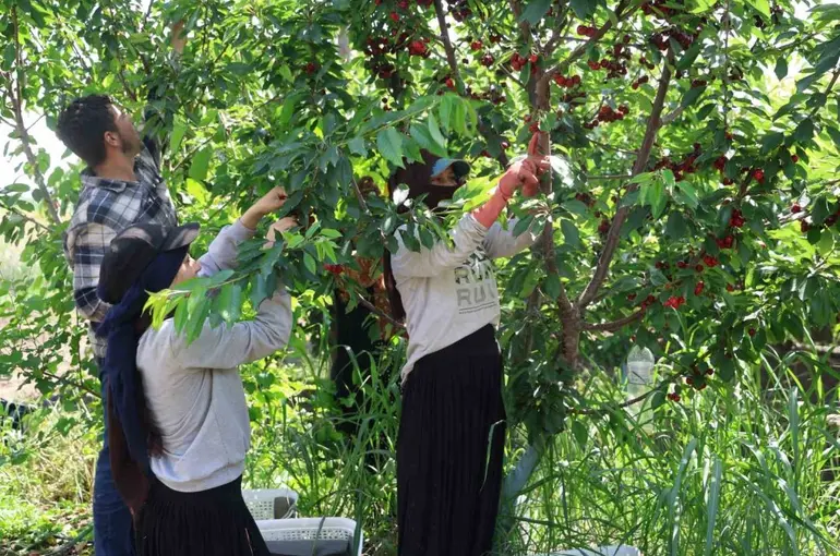 İspanyol kirazı Adana’dan Avrupa’ya ihraç ediliyor
