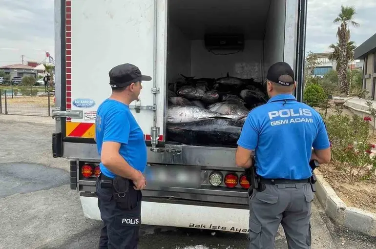 İzmir’de kaçak avlanan 3 ton mavi yüzgeçli orkinos ele geçirildi
