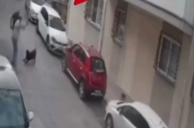 İzmir’de köpeğe kemerli şiddet

