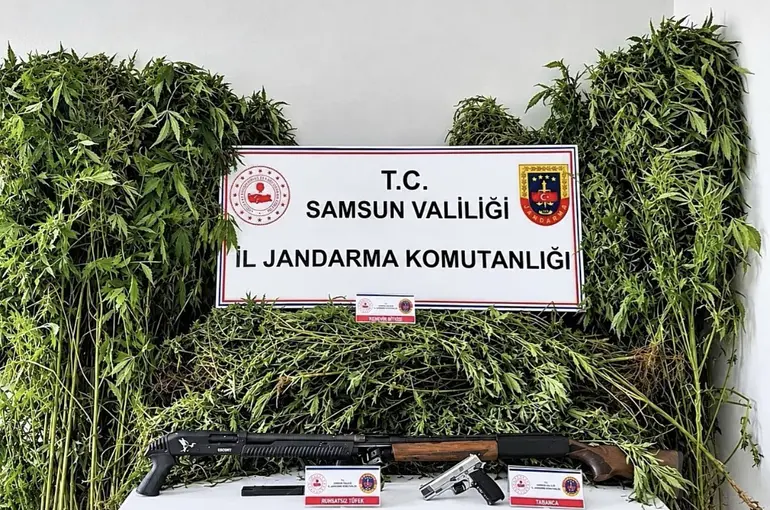 Jandarma tarlada ekili 756 kök kenevir ele geçirdi
