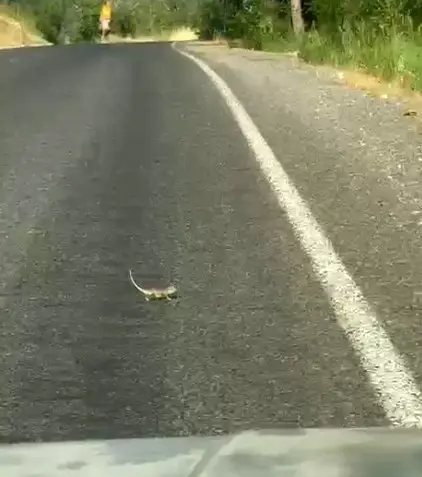Kahramanmaraş’ta bukalemuna yol veren sürücü güldürdü
