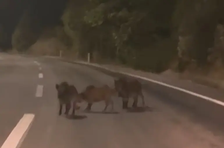 Kahramanmaraş’ta yolda domuz sürüsü
