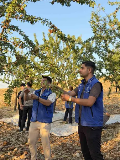 Kahta’da gönüllü gençler badem hasadına katıldı
