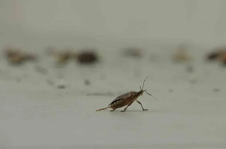Kahverengi kokarca istilası vatandaşları tedirgin ediyor
