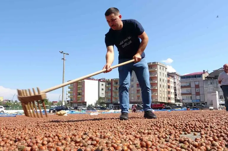 Kamyonetini 1 ton fındık karşılığında sattı
