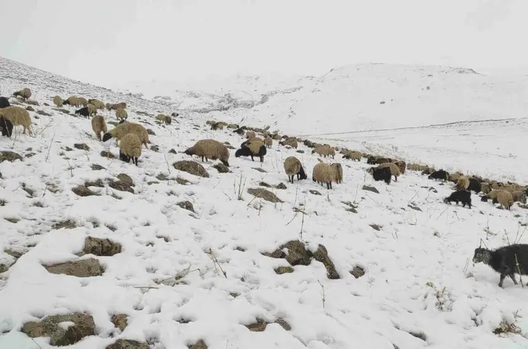 Kar yağdı, koyun sürüsü yaylada kaldı
