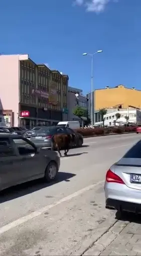 Karabük’te yolda ilerleyen inek tehlike oluşturdu
