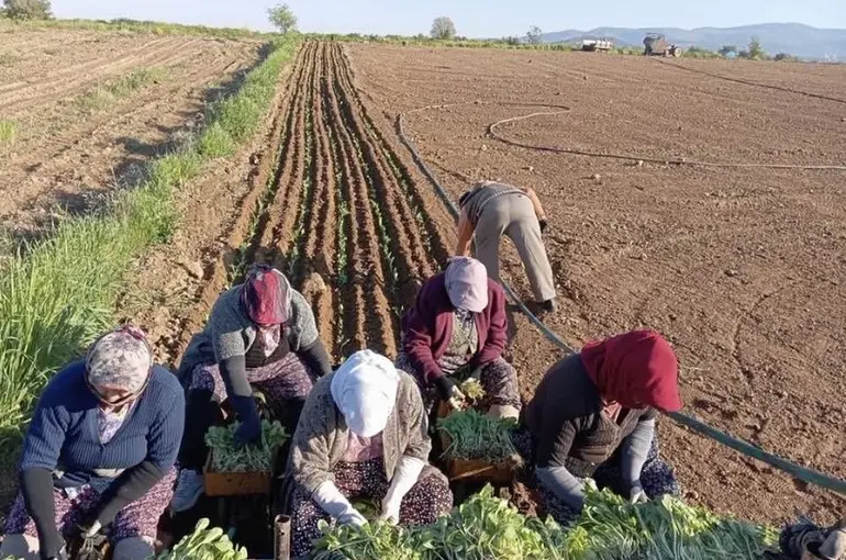 Karacasu’da çiftçilerin tütün mesaisi başladı
