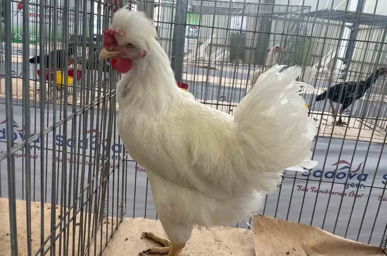 Karadeniz’in "Gugulli"si Balıkesir’de ilgi odağı oldu
