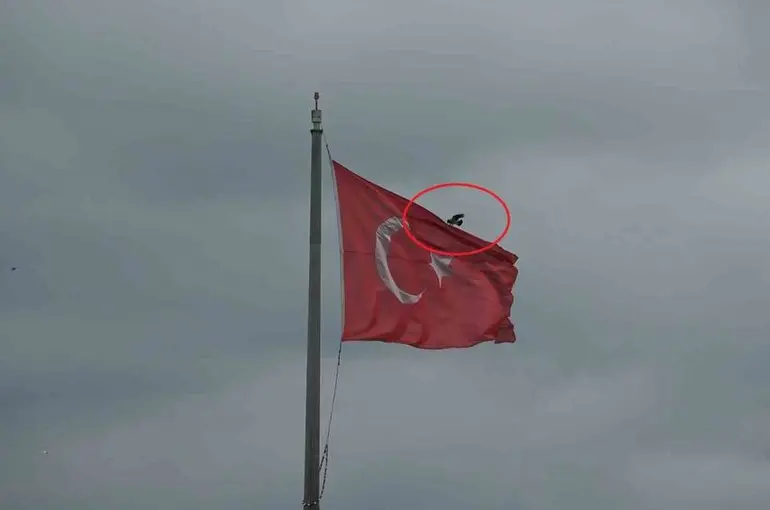 Karganın Türk bayrağı inadı
