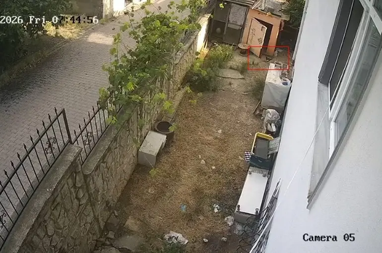 Karganın yumurta hırsızlığı kameraya yansıdı

