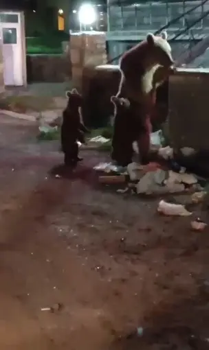 Kars’ta vatandaş ayılara türkü söyledi, o anlar sosyal medyayı salladı

