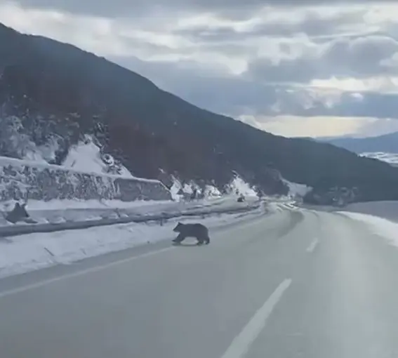 Kastamonu’da ormanlık alanda karda ilerleyemeyen bozayı güldürdü
