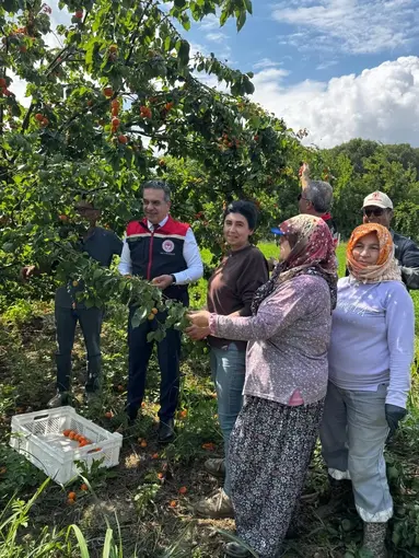 Kayısı bahçelerinde hasat başladı
