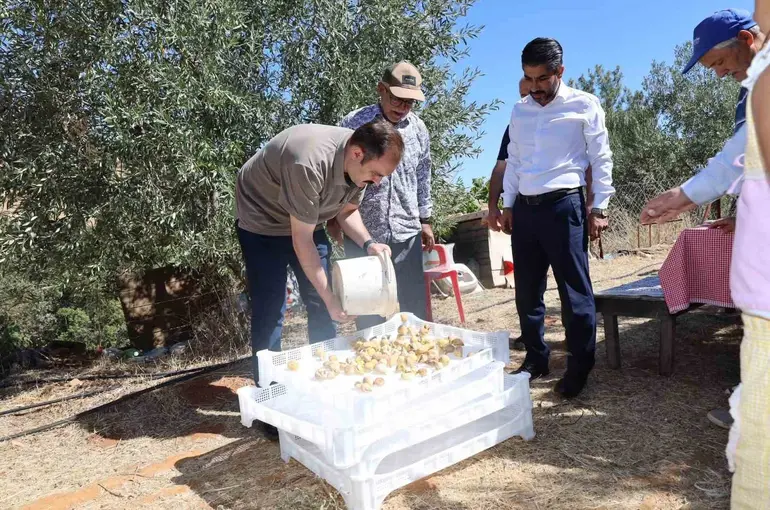 Kaymakam Battal, incir hasadında üreticilerle bir araya geldi
