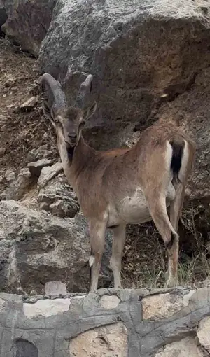 Keban’da dağ keçileri görüntülendi

