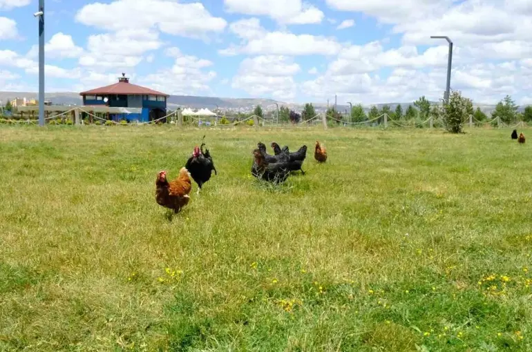 Keneyle mücadelede gezici tavuk kümesi uygulaması
