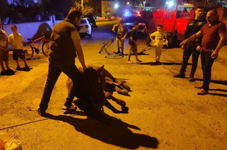 Keşan’da ata şiddet uyguladıkları iddiasıyla 2 kişi hakkında adli işlem başlatıldı
