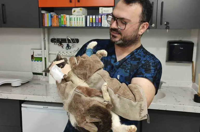 Keşan’da yüzündeki tümör alınan kedinin yüzüne canlı deri flebi taşındı
