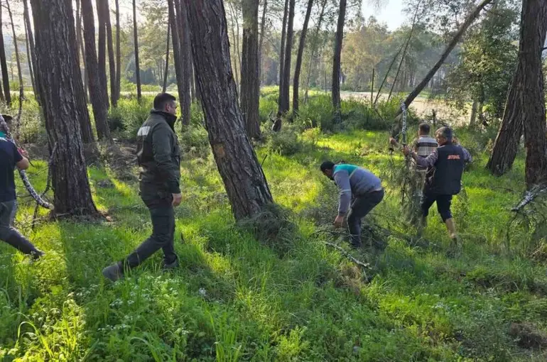 Kesilen basralı dallar arıcılar için ormana bırakıldı
