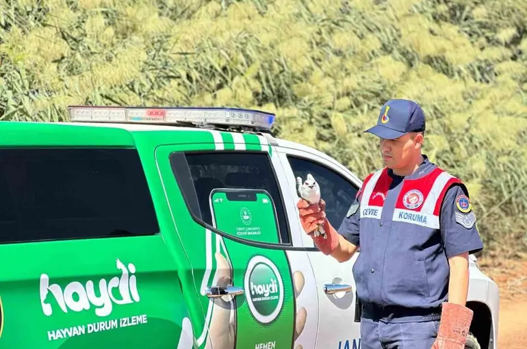 Kilis’te yaralı ak çaylak kuşu bulundu
