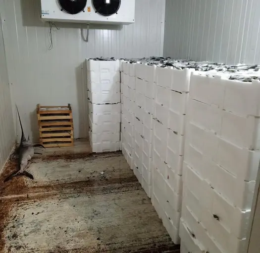 Kilolarca balığa el konuldu
