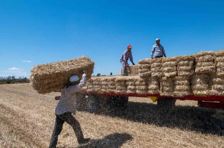 Kırklareli’nde saman balyası mesaisi: Günde 500 balya taşıyorlar
