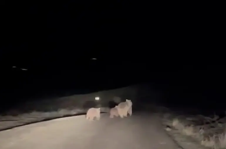 Kış uykusundan uyanan ayı ve yavruları yemek ararken görüntülendi
