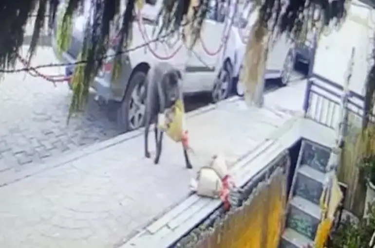 Kokina hırsızı sevimli köpek kameraya yakalandı
