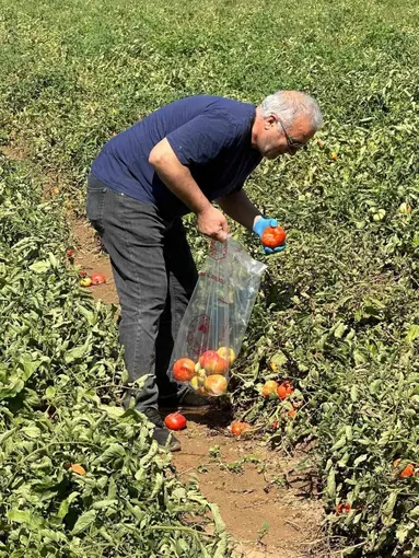 Köşk’te domateste hasat öncesi ilaç kalıntısı denetimi başladı
