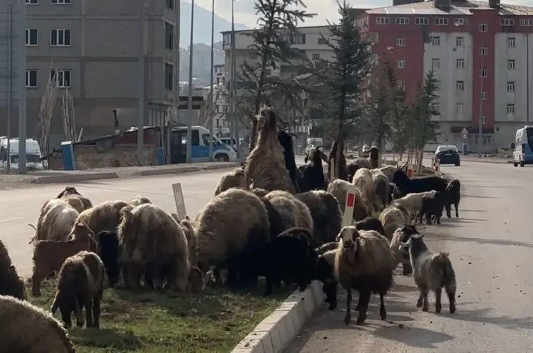 Koyunlar refüjde otladı, sürücüler bekledi
