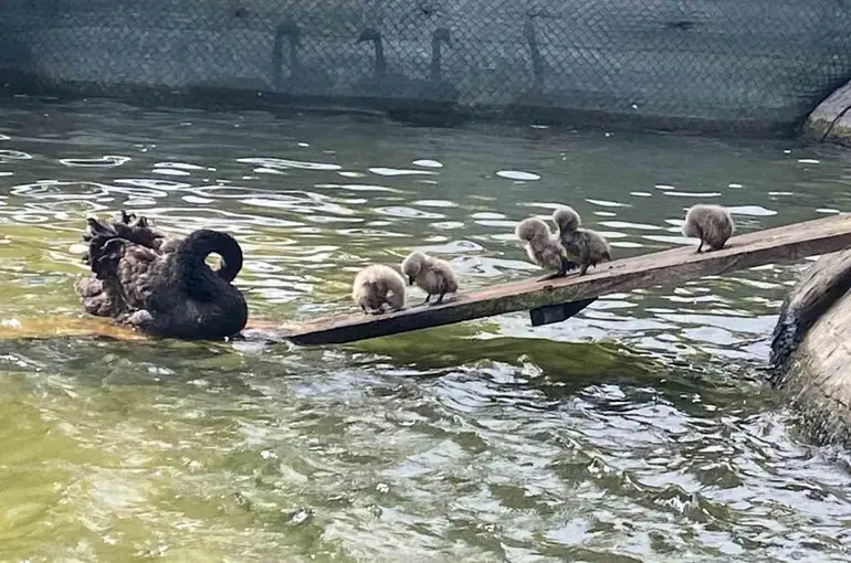 Kuğulu Park’ın 5 yavru kuğusu ziyaretçilerin gözdesi oldu
