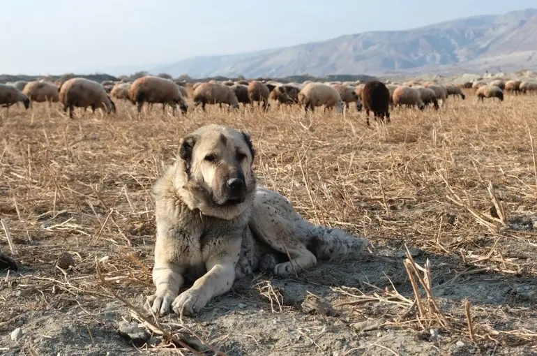 Kurtlarla mücadelede sürünün en büyük güvencesi çoban köpekleri
