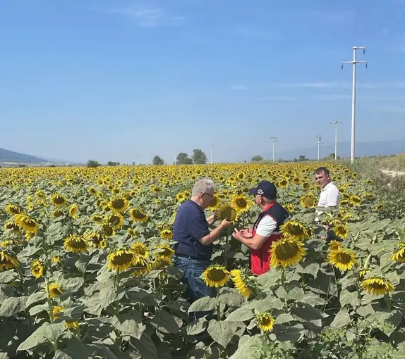 Kuyucak’ta ayçiçeği tarlaları denetlendi
