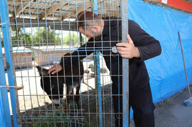 Mahalleye inen eşek ortalığı birbirine kattı
