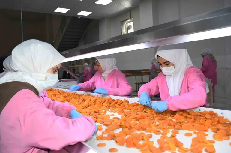 Malatya’da kuru kayısıda 11 ayda 275 milyon dolar gelir elde edildi
