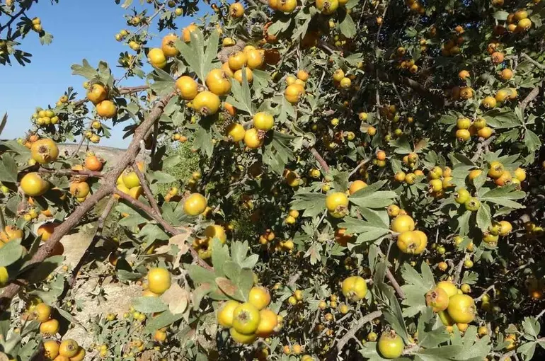 Malatya’da şifa deposu alıçta hasat zamanı

