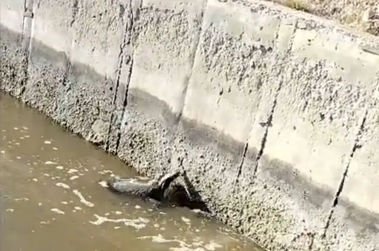Malatya’da sulama kanalına düşen bal porsuğu kurtarıldı
