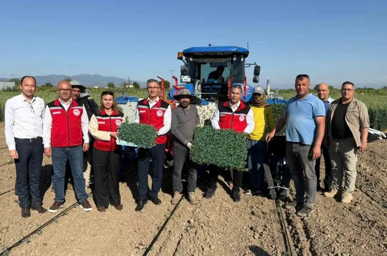 Manisa’da 131 bin dekarlık alanda domates mesaisi

