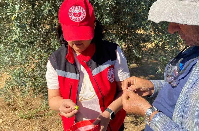 Manisa’da zeytin sineği uyarısı
