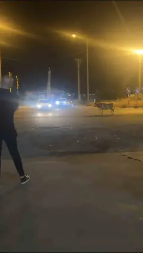 Mardin’de kaçan kurbanlık inek ortalığı birbirine kattı
