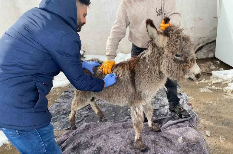 Mazıdağı Belediyesinin "sahip çıkıldı" dediği sıpa sokağa terk edildi
