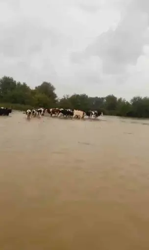 Merayı su bastı, mahsur kalan inekleri sahipleri kurtardı
